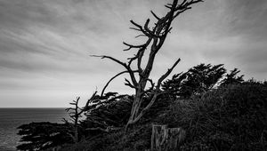 Preview wallpaper tree, branches, dry, bushes, black and white