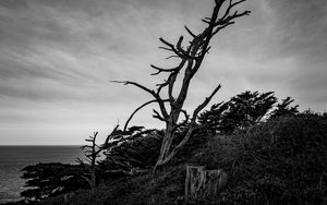 Preview wallpaper tree, branches, dry, bushes, black and white