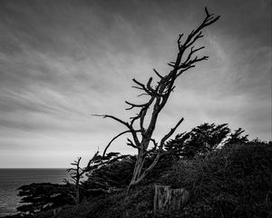 Preview wallpaper tree, branches, dry, bushes, black and white