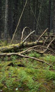 Preview wallpaper tree, branches, dry, moss, forest