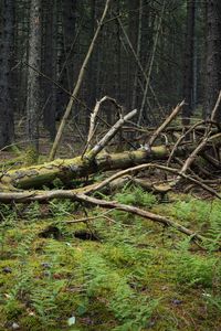 Preview wallpaper tree, branches, dry, moss, forest