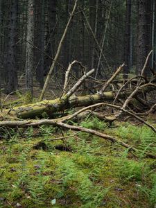 Preview wallpaper tree, branches, dry, moss, forest