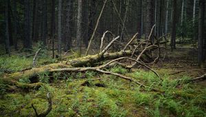 Preview wallpaper tree, branches, dry, moss, forest
