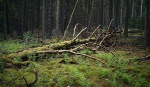 Preview wallpaper tree, branches, dry, moss, forest