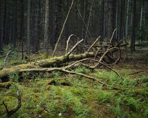 Preview wallpaper tree, branches, dry, moss, forest