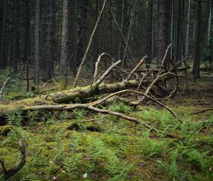 Preview wallpaper tree, branches, dry, moss, forest