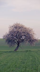 Preview wallpaper tree, branches, field, nature, landscape