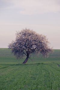 Preview wallpaper tree, branches, field, nature, landscape