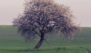 Preview wallpaper tree, branches, field, nature, landscape