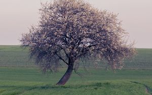 Preview wallpaper tree, branches, field, nature, landscape
