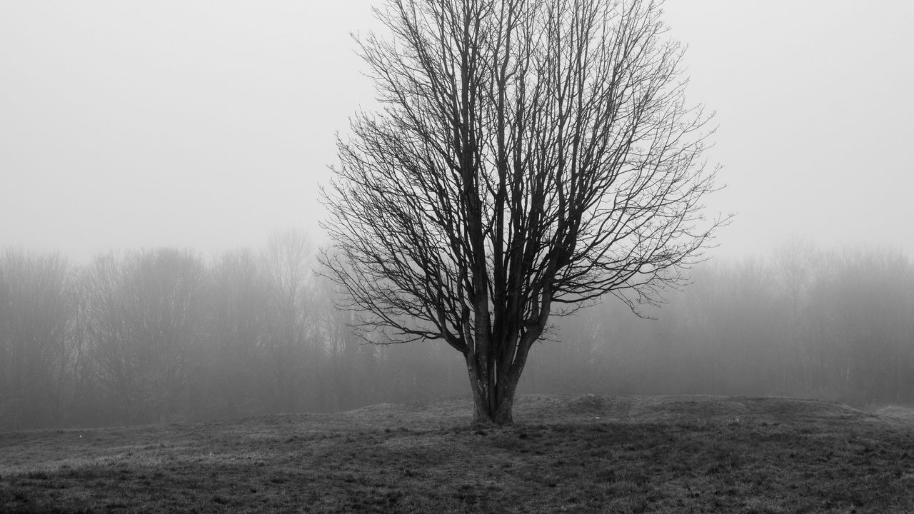 Wallpaper tree, branches, field, fog, nature, black and white