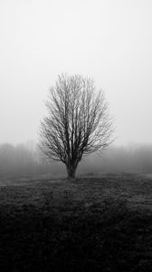 Preview wallpaper tree, branches, field, fog, nature, black and white