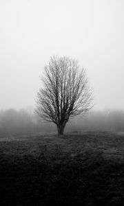 Preview wallpaper tree, branches, field, fog, nature, black and white