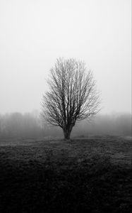Preview wallpaper tree, branches, field, fog, nature, black and white