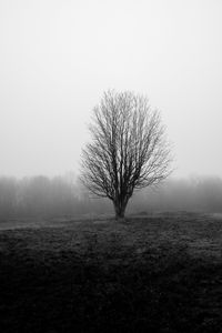 Preview wallpaper tree, branches, field, fog, nature, black and white