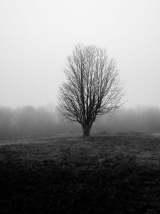 Preview wallpaper tree, branches, field, fog, nature, black and white