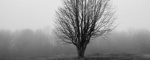 Preview wallpaper tree, branches, field, fog, nature, black and white