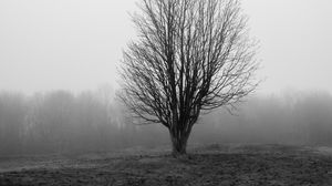 Preview wallpaper tree, branches, field, fog, nature, black and white