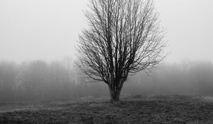 Preview wallpaper tree, branches, field, fog, nature, black and white