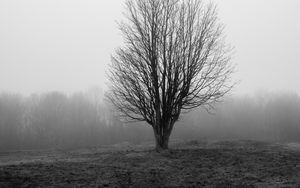 Preview wallpaper tree, branches, field, fog, nature, black and white