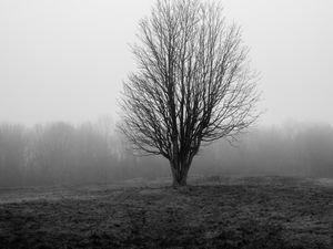 Preview wallpaper tree, branches, field, fog, nature, black and white