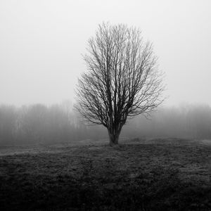 Preview wallpaper tree, branches, field, fog, nature, black and white