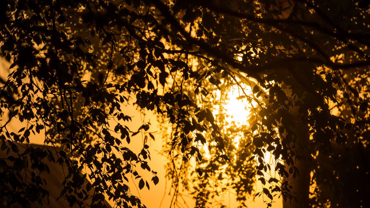 Wallpaper tree, branches, field, twilight, dark