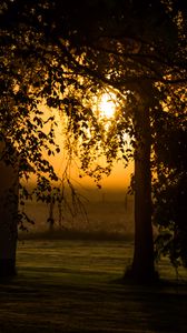 Preview wallpaper tree, branches, field, twilight, dark