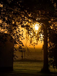 Preview wallpaper tree, branches, field, twilight, dark