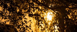 Preview wallpaper tree, branches, field, twilight, dark