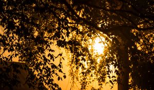 Preview wallpaper tree, branches, field, twilight, dark