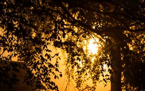 Preview wallpaper tree, branches, field, twilight, dark