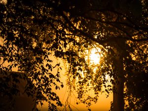 Preview wallpaper tree, branches, field, twilight, dark