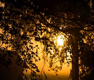 Preview wallpaper tree, branches, field, twilight, dark