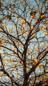 Preview wallpaper tree, branches, flowers, flowering