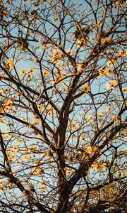 Preview wallpaper tree, branches, flowers, flowering