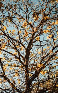 Preview wallpaper tree, branches, flowers, flowering