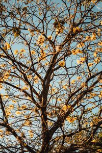 Preview wallpaper tree, branches, flowers, flowering