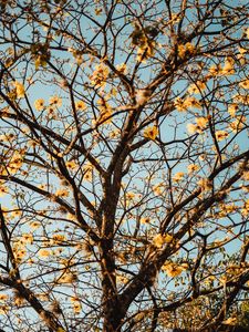 Preview wallpaper tree, branches, flowers, flowering