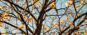 Preview wallpaper tree, branches, flowers, flowering