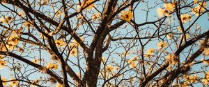 Preview wallpaper tree, branches, flowers, flowering