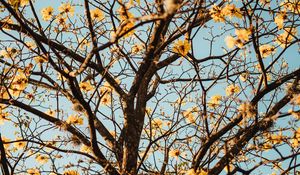 Preview wallpaper tree, branches, flowers, flowering