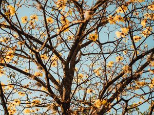 Preview wallpaper tree, branches, flowers, flowering