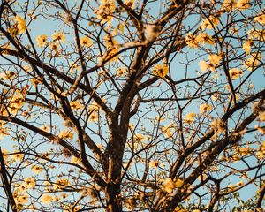 Preview wallpaper tree, branches, flowers, flowering