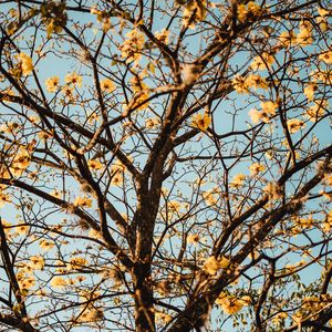 Preview wallpaper tree, branches, flowers, flowering