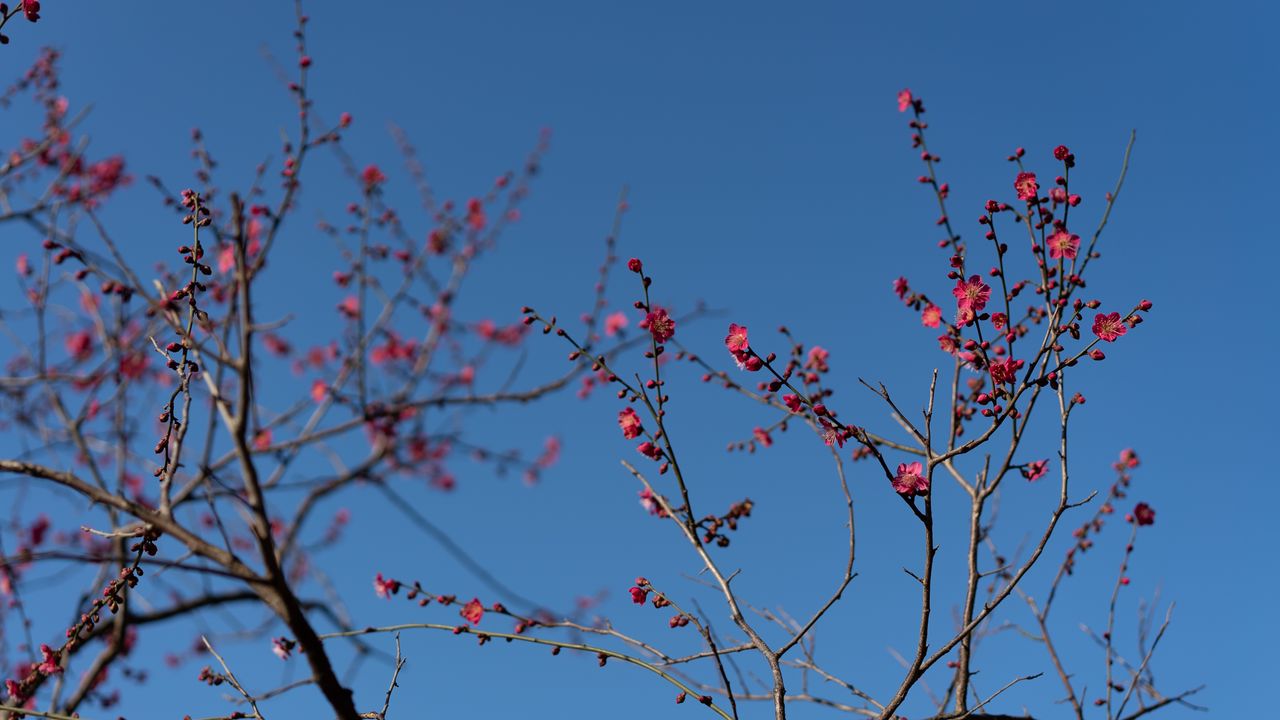 Wallpaper tree, branches, flowers, spring, macro