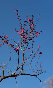 Preview wallpaper tree, branches, flowers, spring, macro