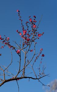 Preview wallpaper tree, branches, flowers, spring, macro