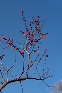 Preview wallpaper tree, branches, flowers, spring, macro