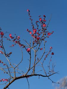 Preview wallpaper tree, branches, flowers, spring, macro